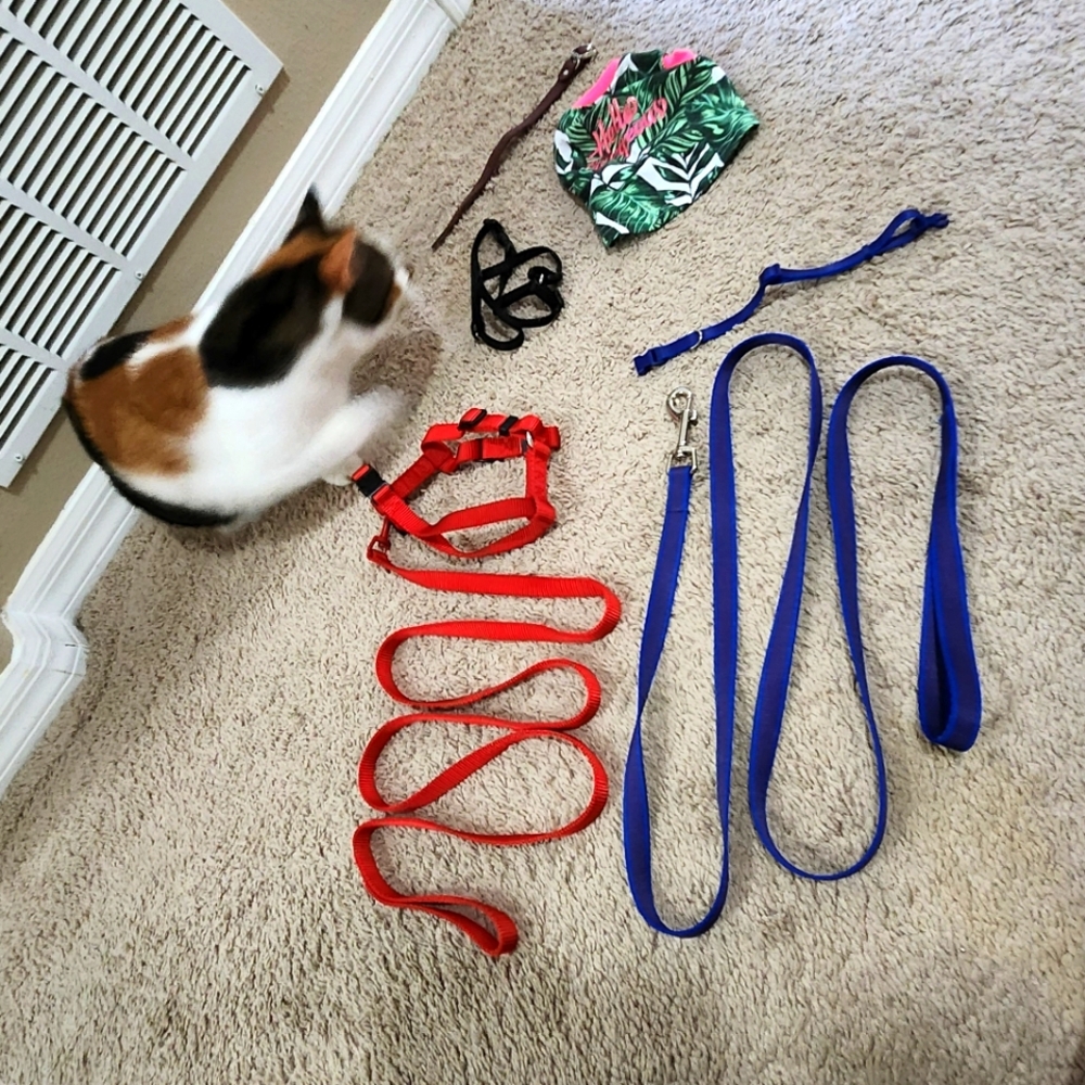 2 pet harness, 2 collars, 2 leashes, 1 XS pet hello gorgeous shirt